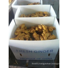 Fresh 250g and up Ginger